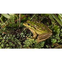 Side view of green and brown frog on damp vegetation