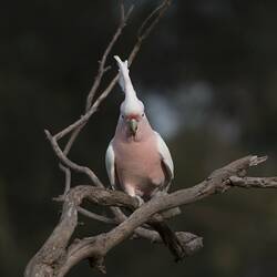 Pink and white cockatoo on branch looking at camera.