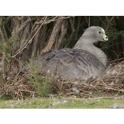 Goose sitting on nest.
