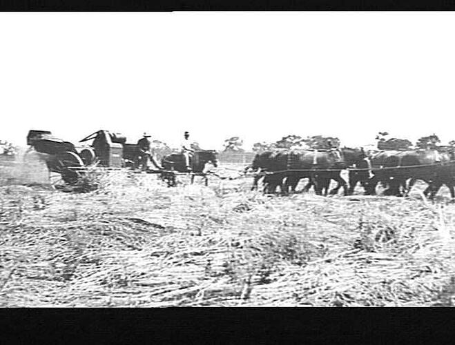 [EDITED FROM ACCOMPANYING LETTER]: `GRAYFIELD', KELVIN, GUNNEDAH. MR. PERRETT. [LETTER DESCRIBES HOW A DAMAGED & FLATTENED CROP WAS HARVESTED WITH A `SUNLIGHT' HEADER, WHEN PREVIOUSLY SUCH A CROP WAS BURNT BECAUSE IT WAS `NOT POSSIBLE TO HARVEST'. 15 PHOT