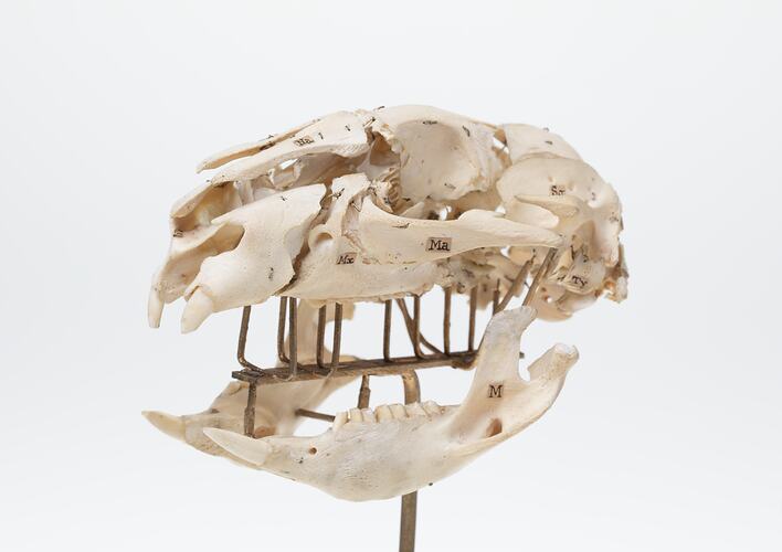 Articulated wombat skull.