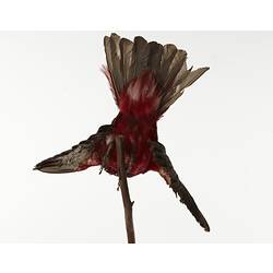 Red taxidermied bird specimen, rear view.