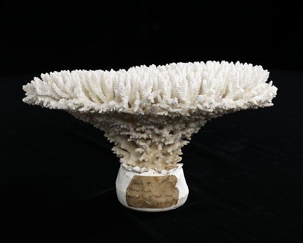 White coral specimen on black background.