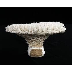 White coral specimen on black background.