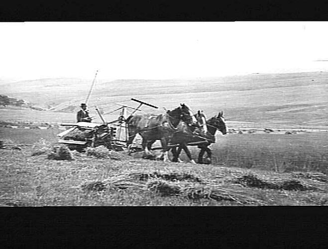 "6 FT. BINDER, MR. SHEAHAN'S, SUNBURY: DEC 1921"