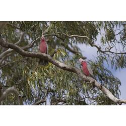 Two pink and grey birds on branch.