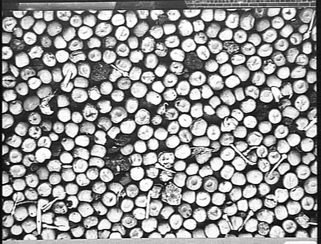 SAMPLES OF PEAS STRIPPED WITH SUNSHINE HEADER
