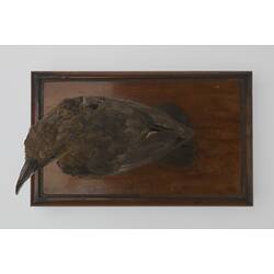 Top view of sharp-beaked, taxidermied bird.