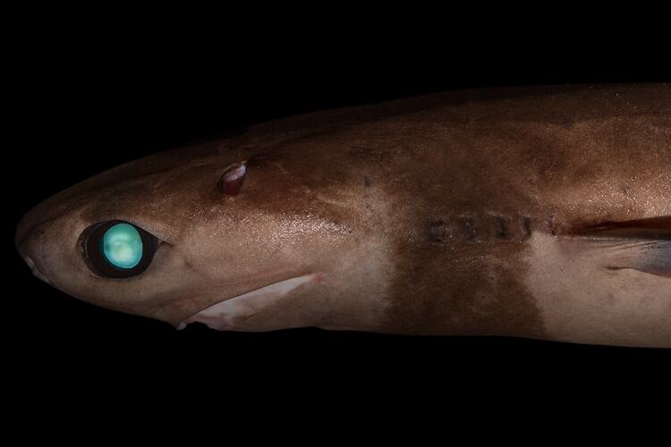<em>Isistius brasiliensis</em>, Cookie-cutter Shark. Sampling the Abyss Voyage.