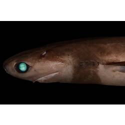 <em>Isistius brasiliensis</em>, Cookie-cutter Shark. Sampling the Abyss Voyage.