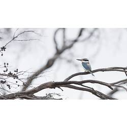 White bird on bare tree.