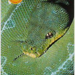 Poster - Kodak Australasia Pty Ltd, Green Snake, 'Capture Your Friends on Kodak Film', 1982-1990