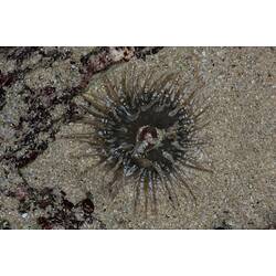 Black and grey sea anemone on sand, tentacles outstretched.