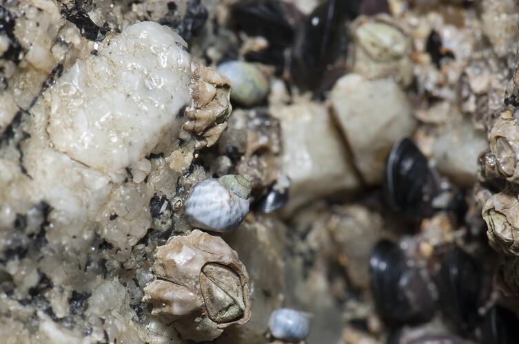 Snails, mussels and limpets in rock crack.