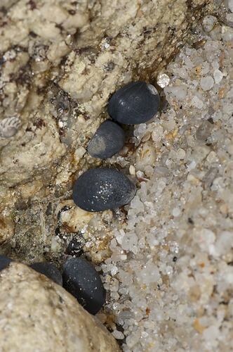 Row of black snail shells in rock crevice.
