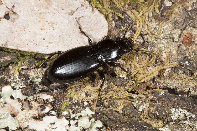 Family Carabidae, ground beetle. Wilsons Promontory National Park, Victoria.