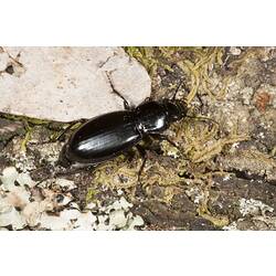 Family Carabidae, ground beetle. Wilsons Promontory National Park, Victoria.