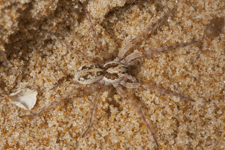 Cream and brown spider on sand.