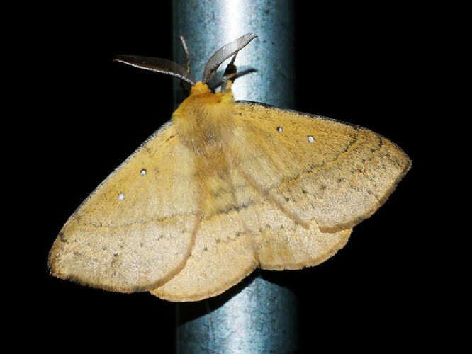 <em>Anthela nicothoe</em>, Urticating Anthelid Moth. Great Otways National Park, Victoria.