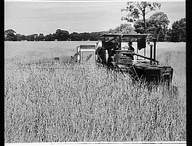 12 FT P.T.O. HEADER AND MODEL 25 TRACTOR (GREEN), (CHARCOAL GAS), A.A. HEINRICH'S FARM, TEMORA N.S.W.: DEC 1939