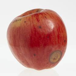 Wax model of an apple painted red with some yellow, Has brown round spots.