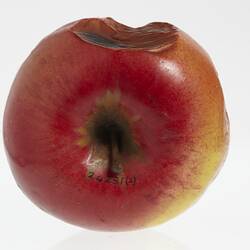 Wax apple model painted red with a short stem. One half is heavily pitted with brown and black areas. Top view