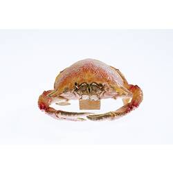 Painted Spanner Crab specimen