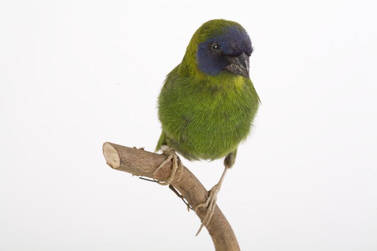 Taxidermied bird specimen with bright green and blue feathers, perched on a branch.
