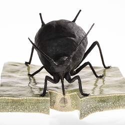 Model of a black eight-legged insect on a section of green leaf.