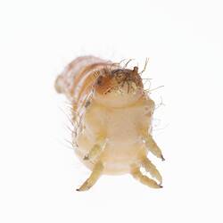 Wax model of red and white sparsely haired moth larvae with brown spots. Front view.