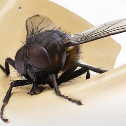 Model black fly with clear plastic wings and legs outstretched. Sits on edge of beige coloured plaster spout.