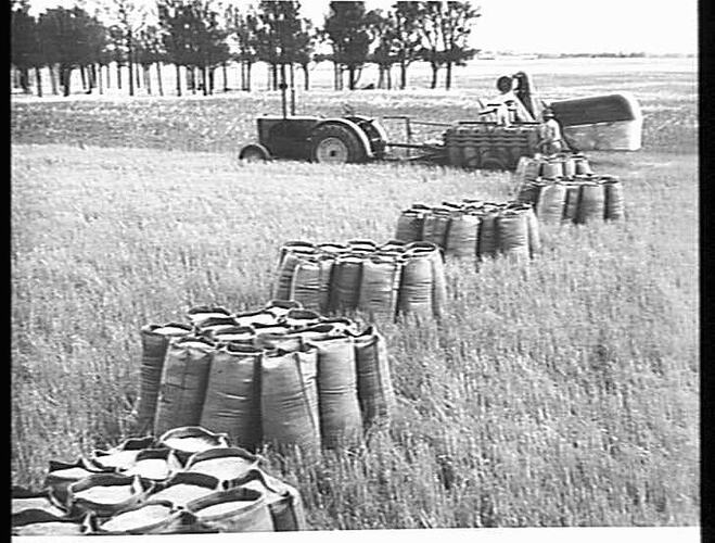"BAGGED WHEAT ON MR W.DAHLENBURG'S FARM AT HORSHAM, VIC. THE SUNSHINE NO.4 HEADER HAS STOPPED SO THAT ITS CARGO OF FILLED BAGS CAN BE LOWERED TO THE GROUND.  JANUARY 1947."