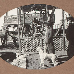 Photograph - Cow Working Grinding Mill Near Lattice Structures, World War I, 1915-1917