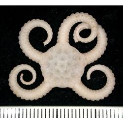 Back view of white Monkey Brittle Star with curled arms on black background with ruler.