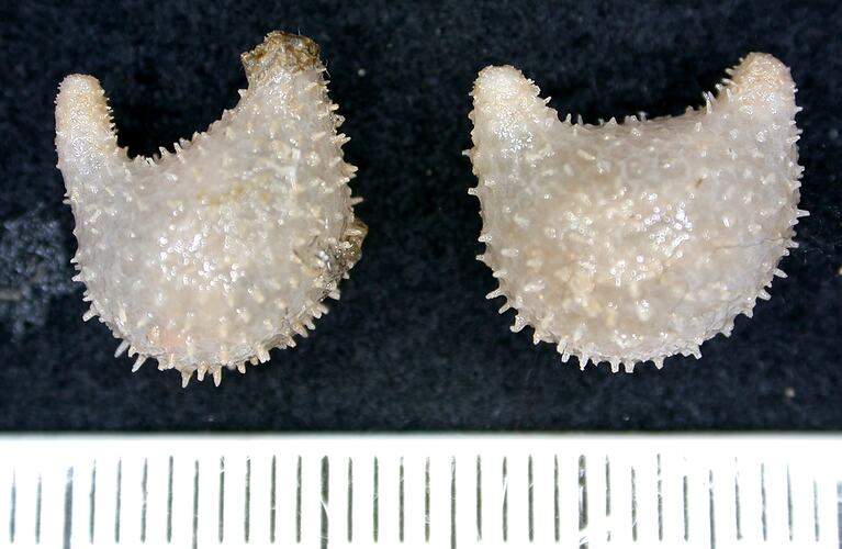 Side view of two u-shaped white prickly sea cucumbers on black background with ruler.