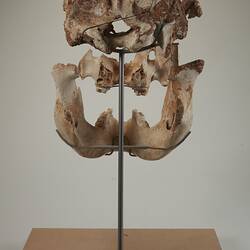 Rear view of mounted, articulated skull and jaw.