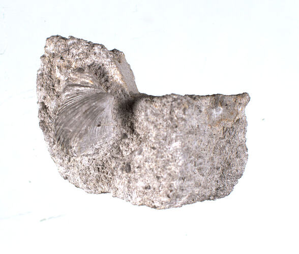 <em>Hippocardia annulatus</em>, fossil mollusc. [P 14609]