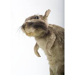 Taxidermied rat-like specimen , detail of head.