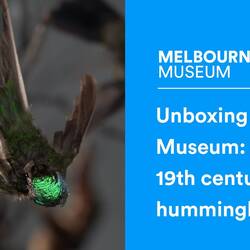 Unboxing the museum: 19th century hummingbird case