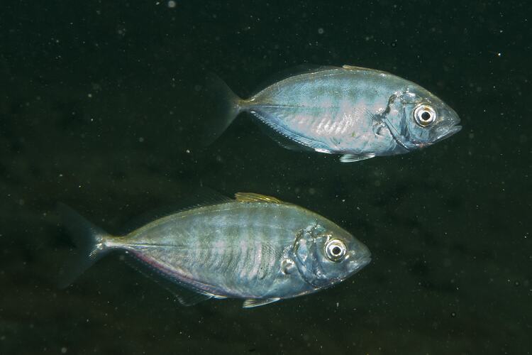 Two fish, Silver Trevally, swimming in black water.