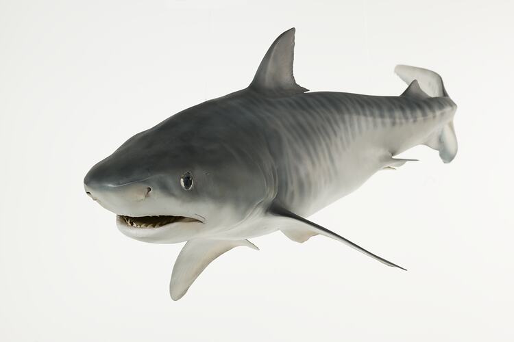 <em>Galeocerdo cuvier</em>, Tiger Shark, model. [A 19349]