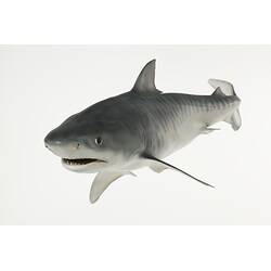 Our Wondrous Planet, Reef: Model - Tiger Shark, <em>Galeocerdo cuvier</em> (Péron & Lesueur, 1822)