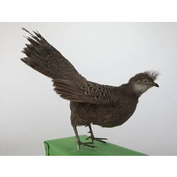 <em>Polyplectron bicalcaratum bakeri</em>, Grey Peacock-Pheasant, mount.  Registration no. 59894.