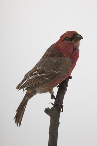 <em>Pinicola enucleator enucleator</em>, Pine Grosbeak, mount.  Registration no. 58185.