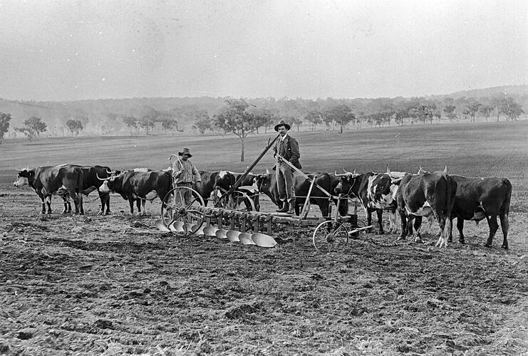 [Ploughing virgin land at Glenwilliam Station using a bullock team, Wallup, near Horsham, about 1895.]