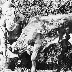 Negative - A Woman Feeding a Calf, Nandaly District, Victoria, by Bill Boyd, 1920