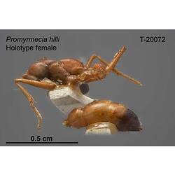 Ant specimen, female, lateral view.