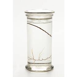 Golden coral wet specimen in glass jar.
