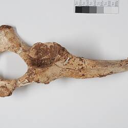 Fossil marspial pelvis bone.