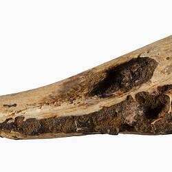 Triangular fossil of upper beak portion.